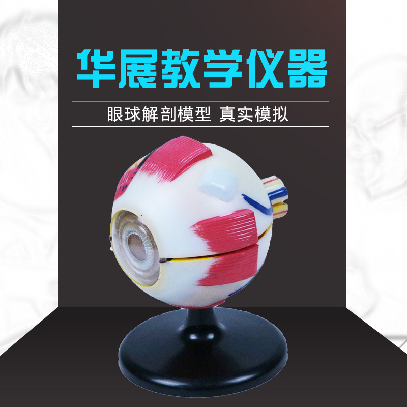 Anatomico Ocular